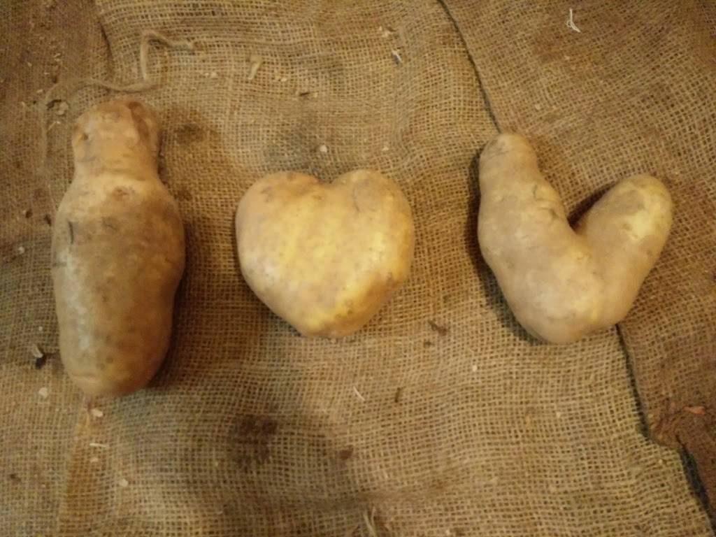 Queensway Fish And Chips | restaurant | 1236 The Queensway, Etobicoke, ON M8Z 1S2, Canada | 4162527061 OR +1 416-252-7061