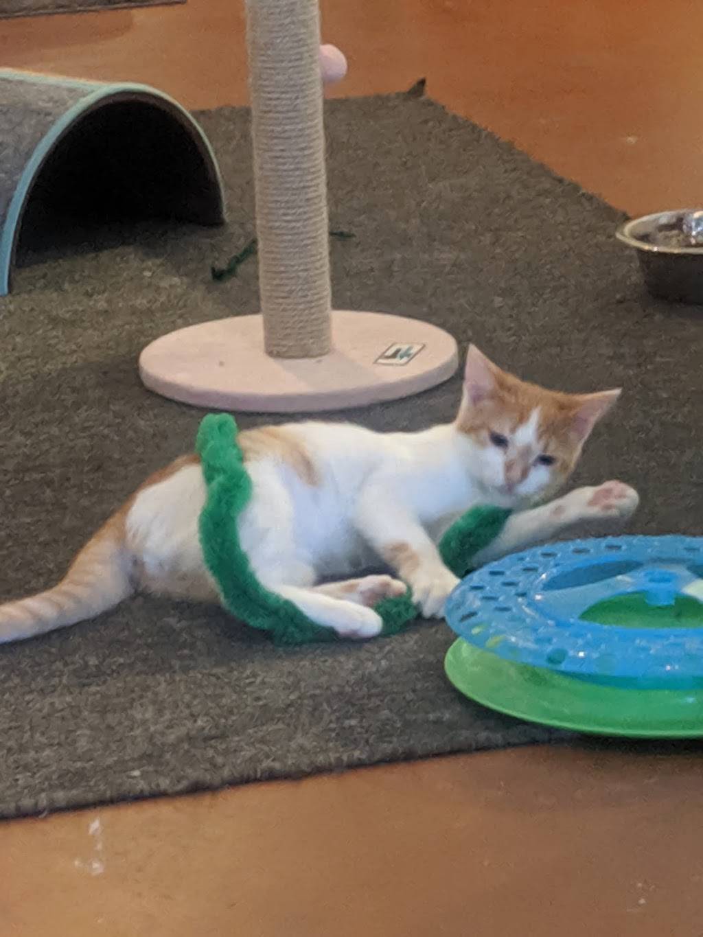 The Catio | restaurant | 1603 Riverside Dr, Nashville, TN 37216, USA | 6156005954 OR +1 615-600-5954