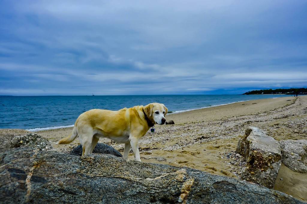 Piping Rock Beach Club | restaurant | 166 Sheep Ln, Locust Valley, NY 11560, USA | 5166762332 OR +1 516-676-2332