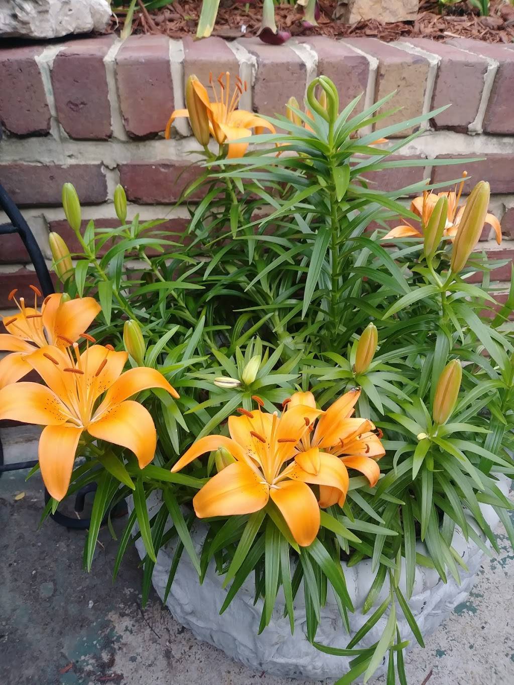 Stella Blues LLC | restaurant | 3269 Morganford Rd, St. Louis, MO 63116, USA | 3147620144 OR +1 314-762-0144