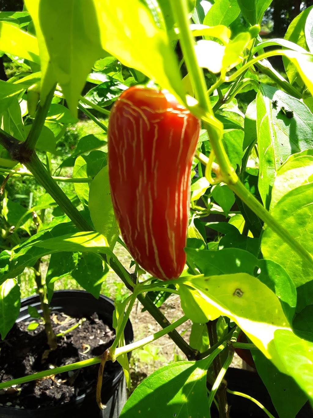 Taqueria el millon #2 | restaurant | 5835 Old Hickory Blvd, Hermitage, TN 37076, USA | 6156359428 OR +1 615-635-9428