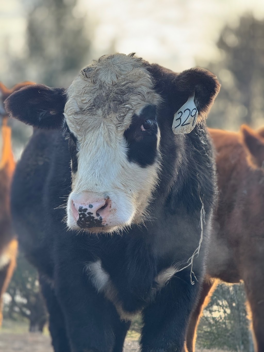 DMD Family Farm & General Store | restaurant | 10210 Warrensburg Rd, Midway, TN 37809, USA | 4237976129 OR +1 423-797-6129