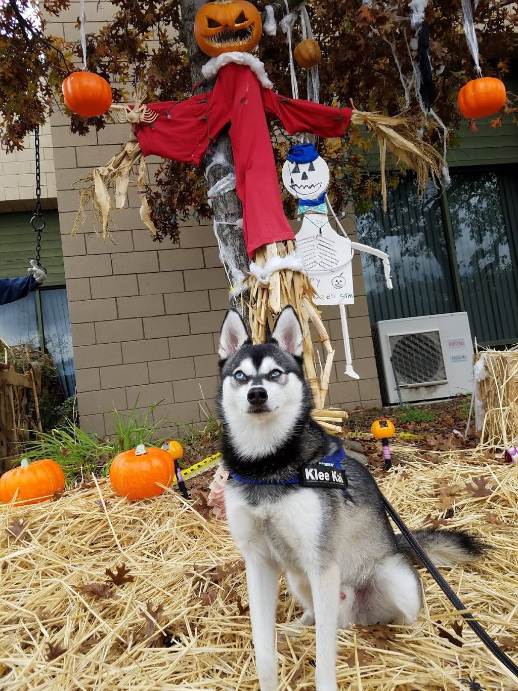 Barley & Bine Beer Cafe | restaurant | 7765 Bell Rd, Windsor, CA 95492, USA | 7076577774 OR +1 707-657-7774