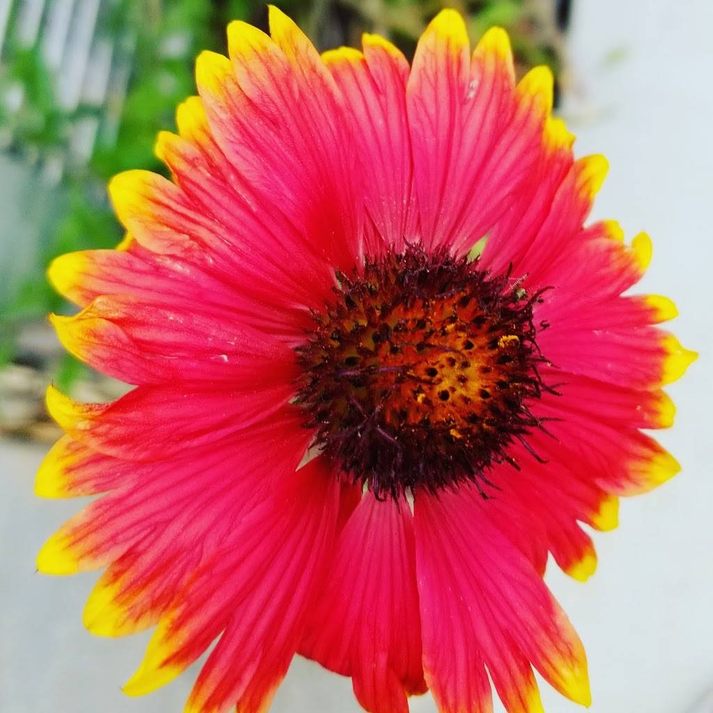 Saint Marc | restaurant | 21058 Pacific Coast Hwy, Huntington Beach, CA 92648, USA | 7143741101 OR +1 714-374-1101