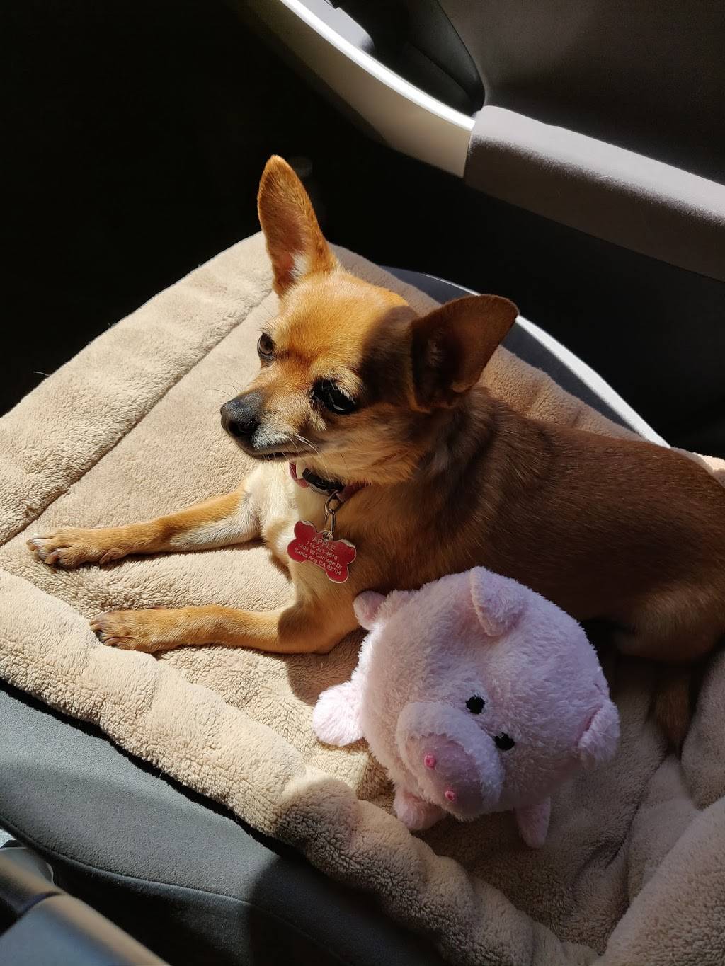 Del Taco | meal takeaway | 2900 S Main St, Santa Ana, CA 92707, USA | 7149790037 OR +1 714-979-0037