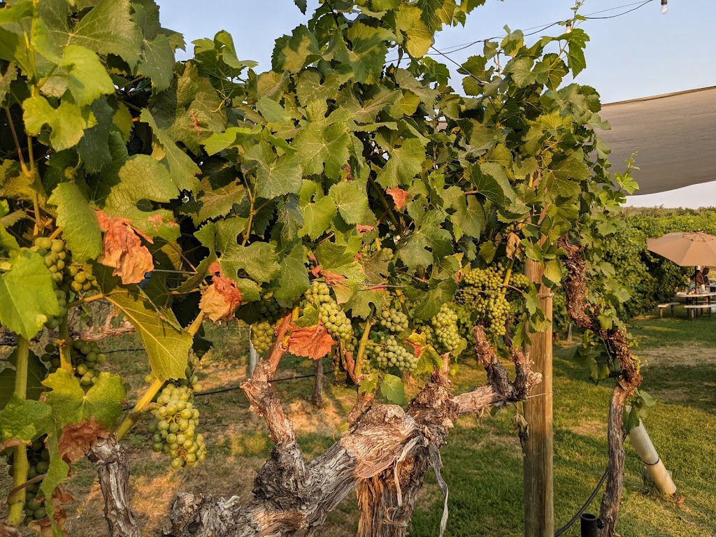 Lake Chelan Winery | restaurant | 3519 WA-150, Chelan, WA 98816, USA | 5096879463 OR +1 509-687-9463