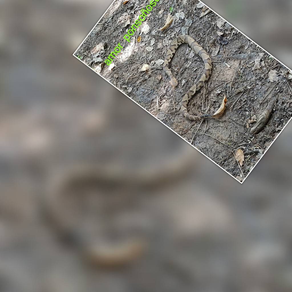 BP | restaurant | 4549 Wilsons Mills Rd, Smithfield, NC 27577, USA | 9199348939 OR +1 919-934-8939