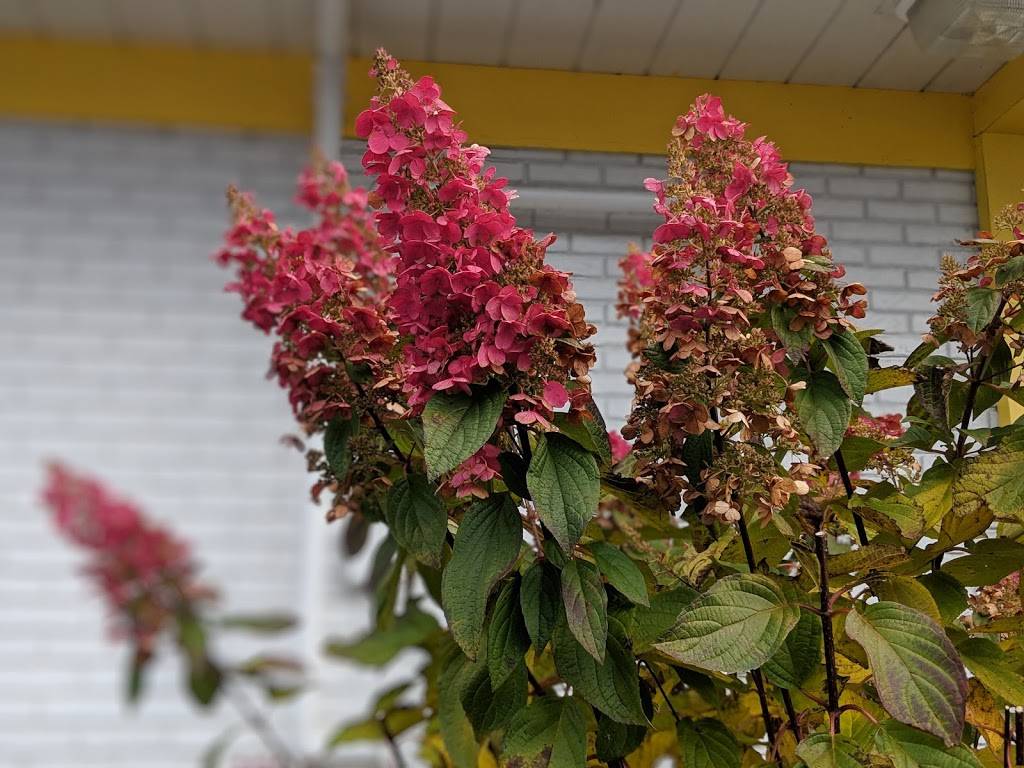 McDonalds | cafe | 56 Water St, Lyons, NY 14489, USA | 3159463353 OR +1 315-946-3353