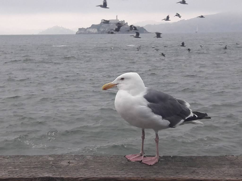 Cabannas Grill | restaurant | 3581 Industrial Dr, Santa Rosa, CA 95403, USA | 7075281964 OR +1 707-528-1964