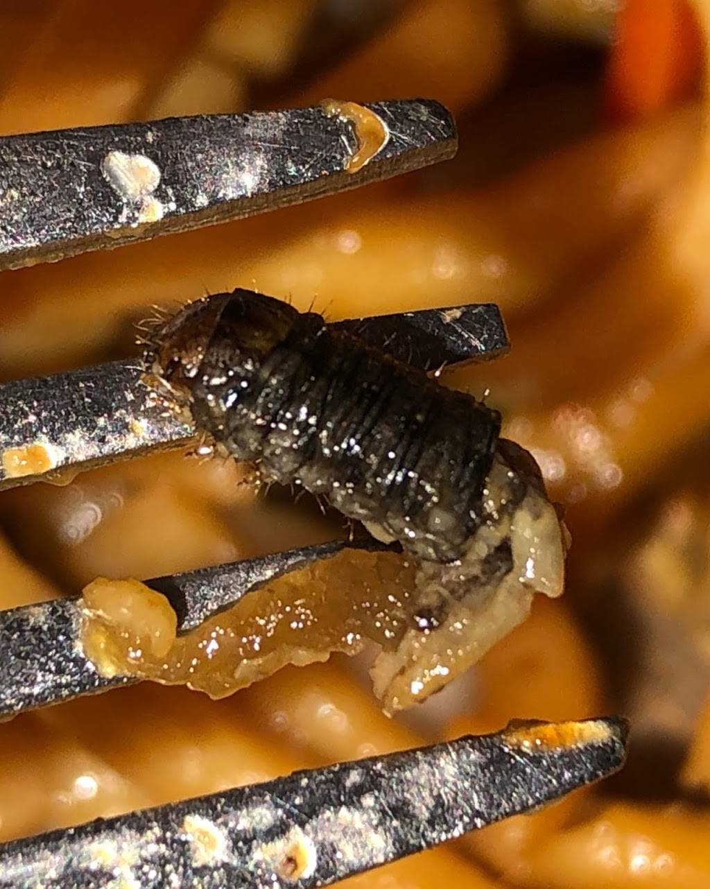 New China | restaurant | 3118 E Henrietta Rd #9701, Henrietta, NY 14467, USA | 5853349097 OR +1 585-334-9097