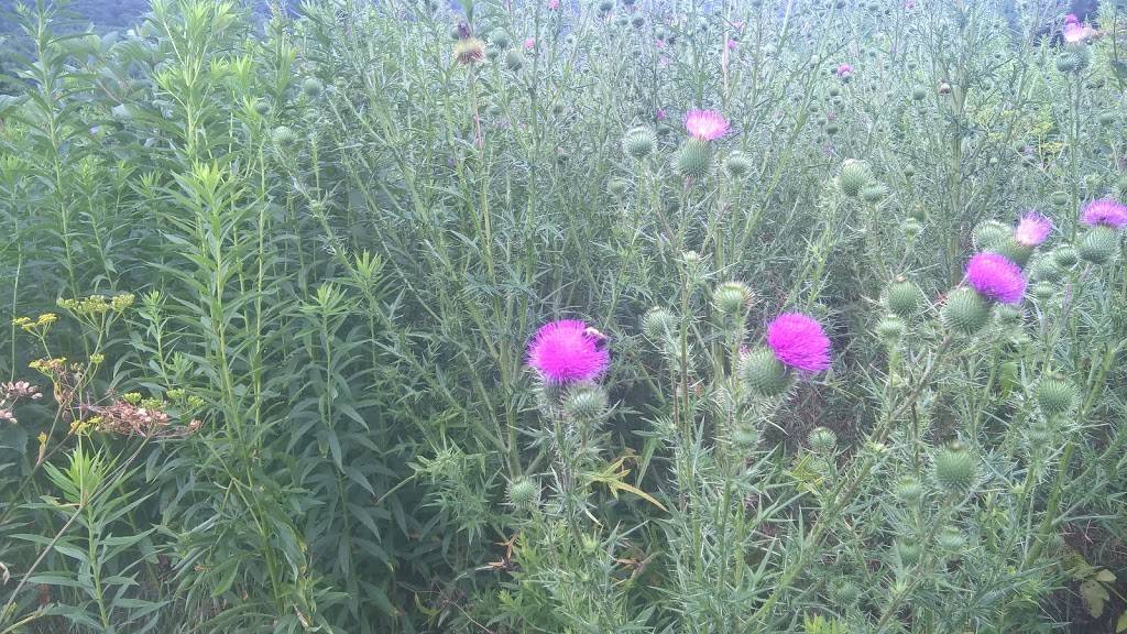 The Meadows Golf Center and All American BBQ | restaurant | 42565 NY-28, Margaretville, NY 12455, USA | 8455864104 OR +1 845-586-4104