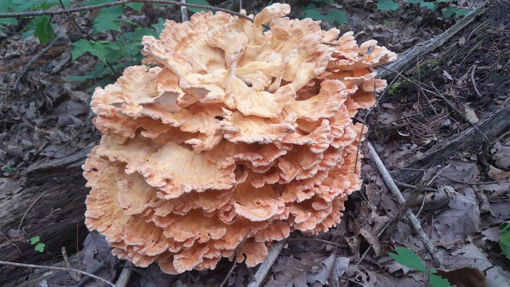 Madigans Waterfront | restaurant | 201 Mill St, Occoquan, VA 22125, USA | 7034946373 OR +1 703-494-6373