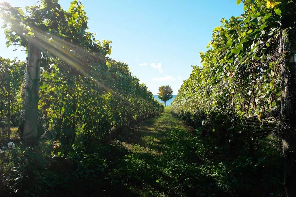 Waupoos Estates Winery & Restaurant | restaurant | 3016 County Road 8, Picton, ON K0K 2T0, Canada | 6134768338 OR +1 613-476-8338