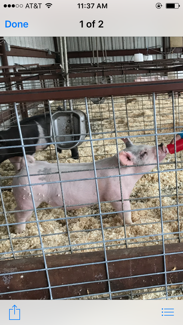 Honey Bee Ham | restaurant | 2101 E U.S. Hwy 377, Granbury, TX 76049, USA | 6829364707 OR +1 682-936-4707