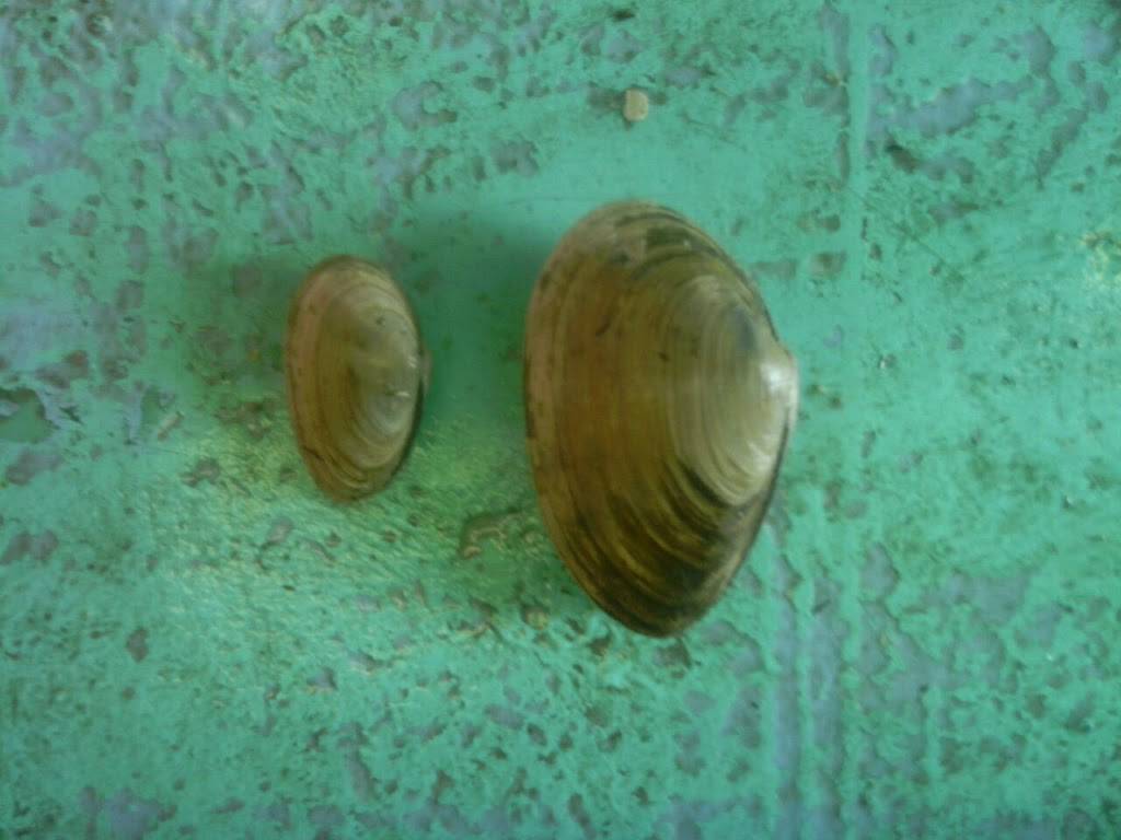 Smittys State Pier Lobster Pound | restaurant | 1 Ocean Blvd, Hampton, NH 03842, USA | 6039261488 OR +1 603-926-1488