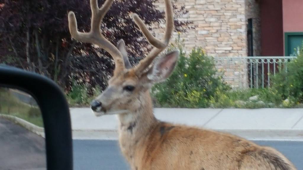 Bella Panini | restaurant | 4 CO-105, Palmer Lake, CO 80133, USA | 7194813244 OR +1 719-481-3244