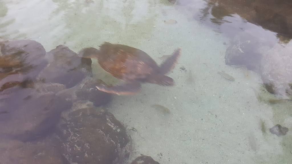 Plumeria Beach House | restaurant | 5000 Kahala Ave, Honolulu, HI 96816, USA | 8087398760 OR +1 808-739-8760