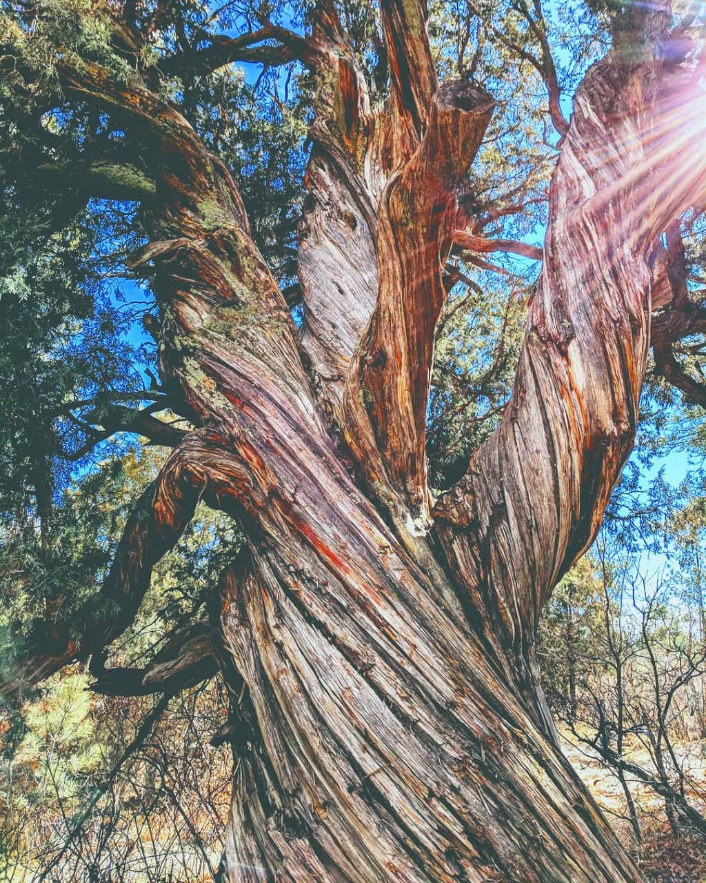 Subway Restaurants | restaurant | 18611 Green Valley Ranch Blvd, Denver, CO 80249, USA | 3033717084 OR +1 303-371-7084