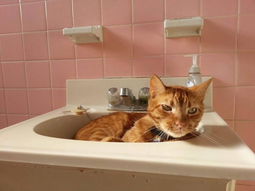 Jersey Mikes Subs | meal takeaway | 17309 SE 270th Pl suite a-119, Covington, WA 98042, USA | 2536393700 OR +1 253-639-3700