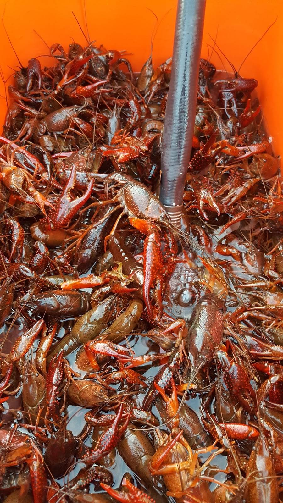 Monster Crawfish | restaurant | 12586 LA-21, Bogalusa, LA 70427, USA | 9853273050 OR +1 985-327-3050