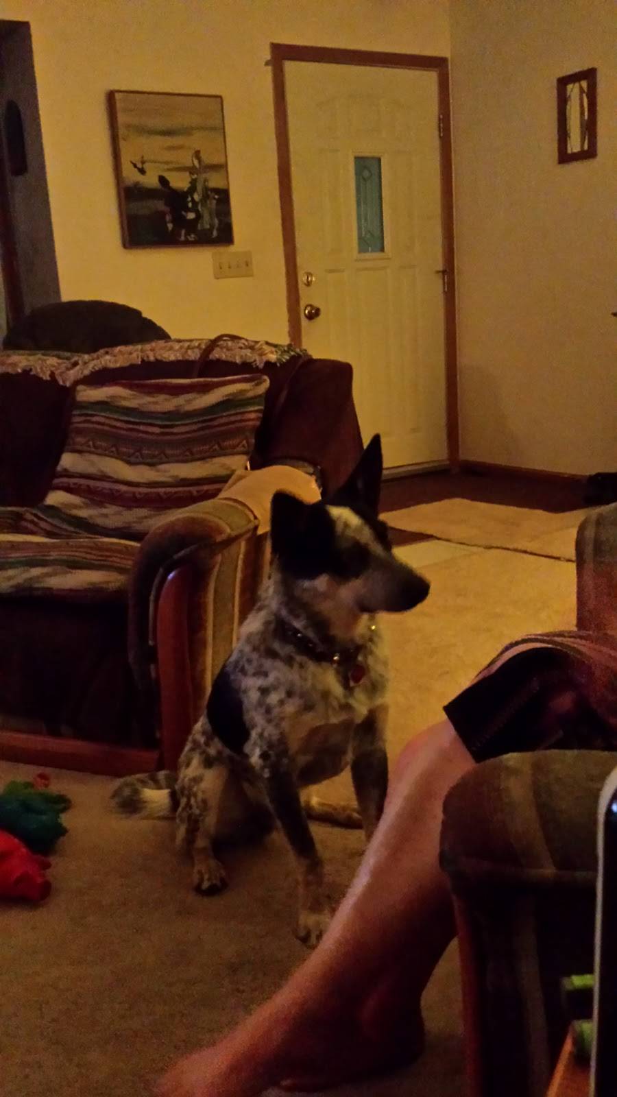 The Daily Dawg, LLC | restaurant | 1901 Rolling View Dr, Loveland, CO 80537, USA | 9704435522 OR +1 970-443-5522