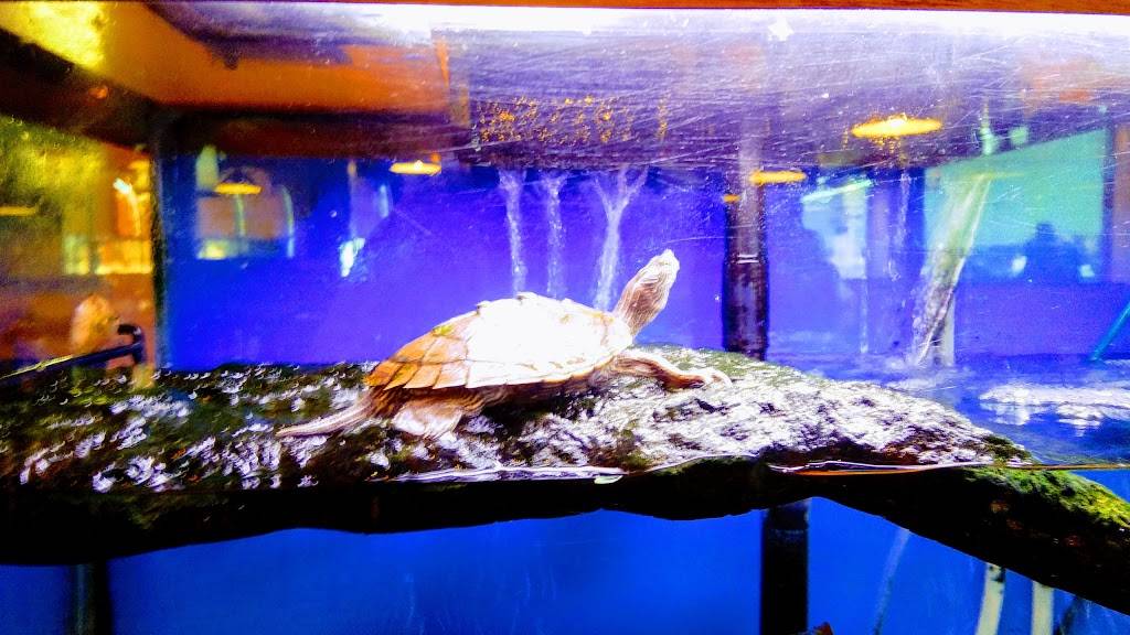 Toro Loco | restaurant | 791 Main St, Jackson, OH 45640, USA | 7402887227 OR +1 740-288-7227