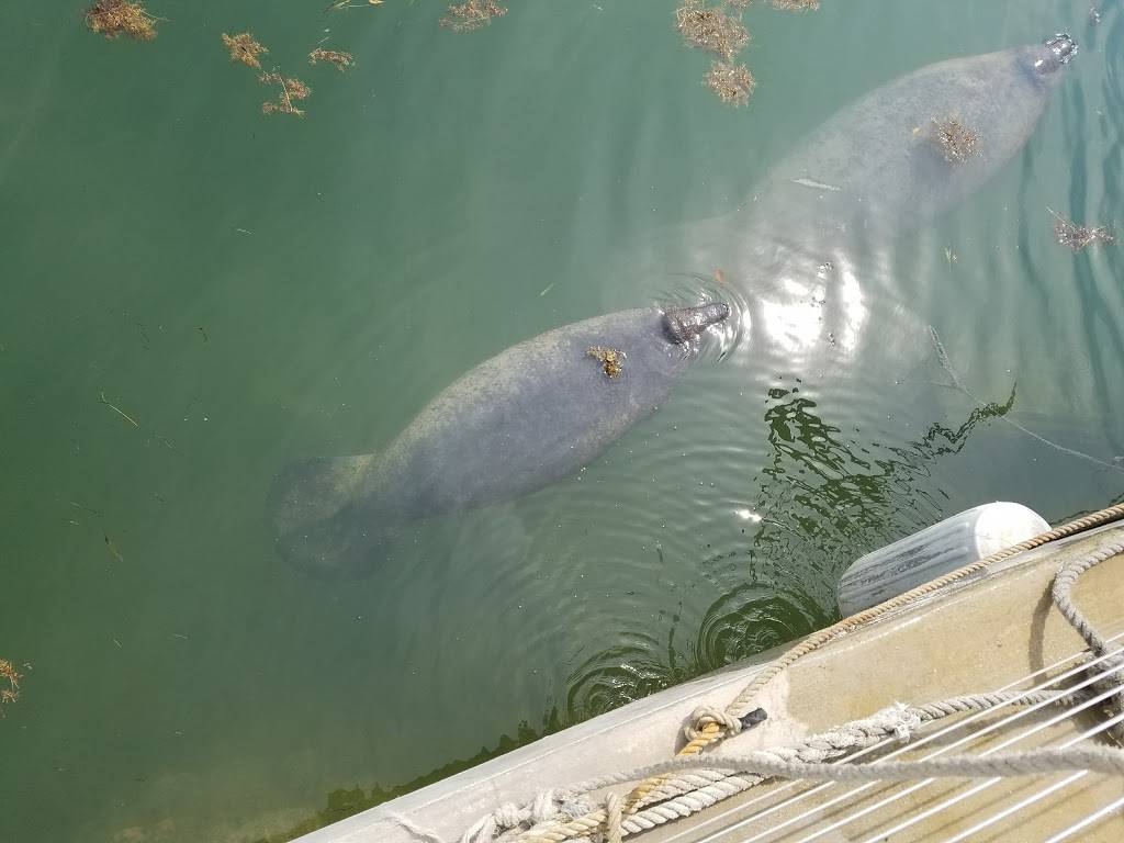 What The Fish? Rolls & More | restaurant | 90775 Old Hwy Unit #6, Tavernier, FL 33070, USA | 3054403650 OR +1 305-440-3650