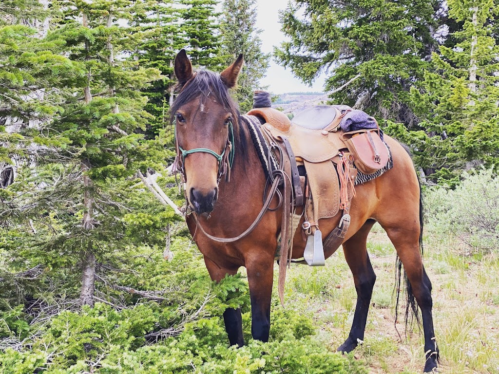 Trappers Lake Lodge | restaurant | 7700 Trappers Lake Rd, Meeker, CO 81641, USA | 9708783336 OR +1 970-878-3336