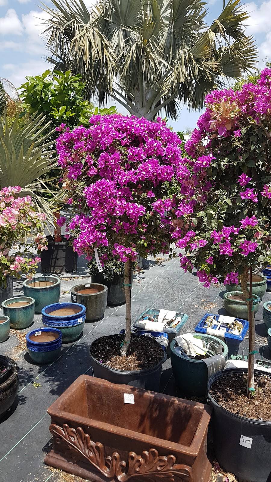 Thai Cuisine | restaurant | 2987 Bellevue Ave, Daytona Beach, FL 32124, USA | 3862399656 OR +1 386-239-9656