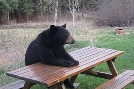 Cheezteak Company | restaurant | 1452 SW Eagles Pkwy, Grain Valley, MO 64029, USA | 8164435932 OR +1 816-443-5932