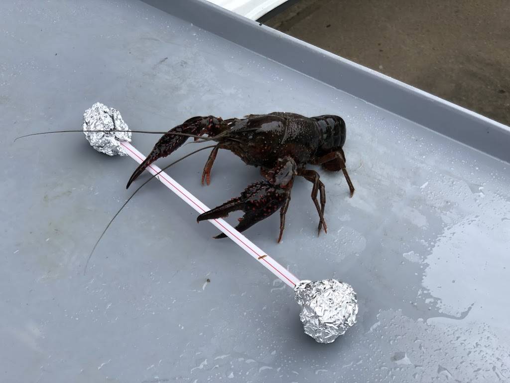 Bs Bar & Grill | restaurant | 2352 S Dairy Ashford Rd, Houston, TX 77077, USA | 7134745775 OR +1 713-474-5775