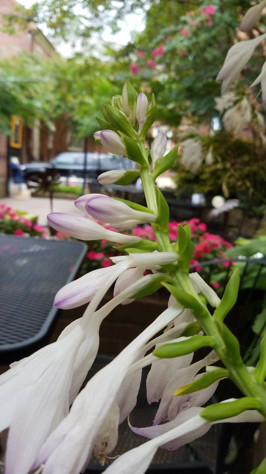 Krave Courtyard | restaurant | 12 W Dover St, Easton, MD 21601, USA | 4109805588 OR +1 410-980-5588