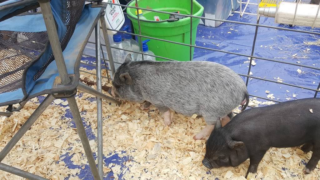 Filling Station | restaurant | 303 S Main St, Henderson, TX 75654, USA | 9036577771 OR +1 903-657-7771