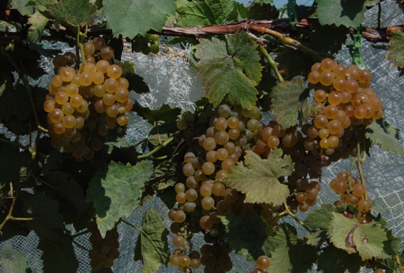 Nighthawk Vineyard & Winery | restaurant | 16381 W 343rd St, Paola, KS 66071, USA | 9136362405 OR +1 913-636-2405