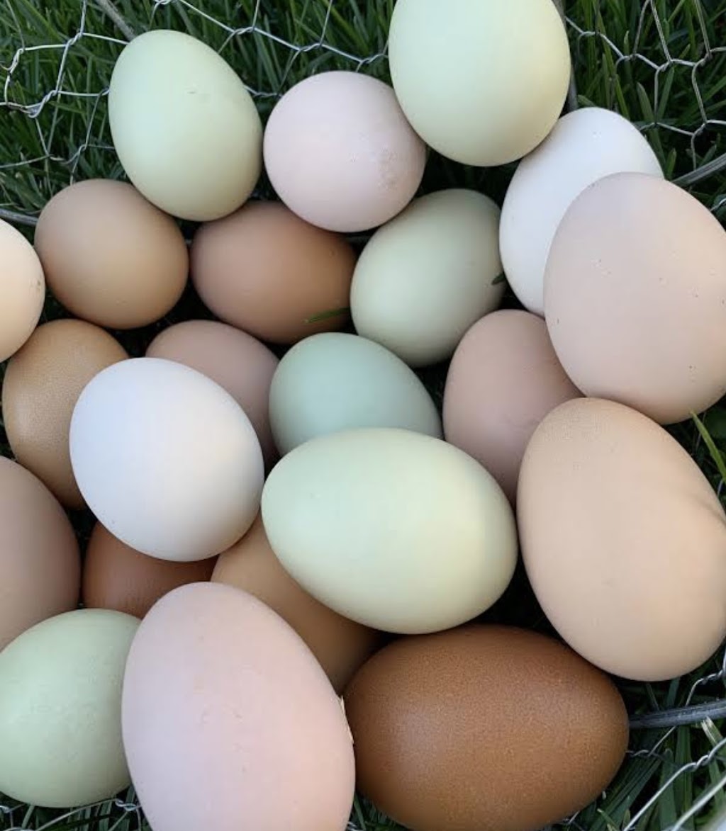 JWT Chicken Sales (Farm) | restaurant | 2401 Trowbridge Rd, Fort Pierce, FL 34945, USA | 7728019310 OR +1 772-801-9310