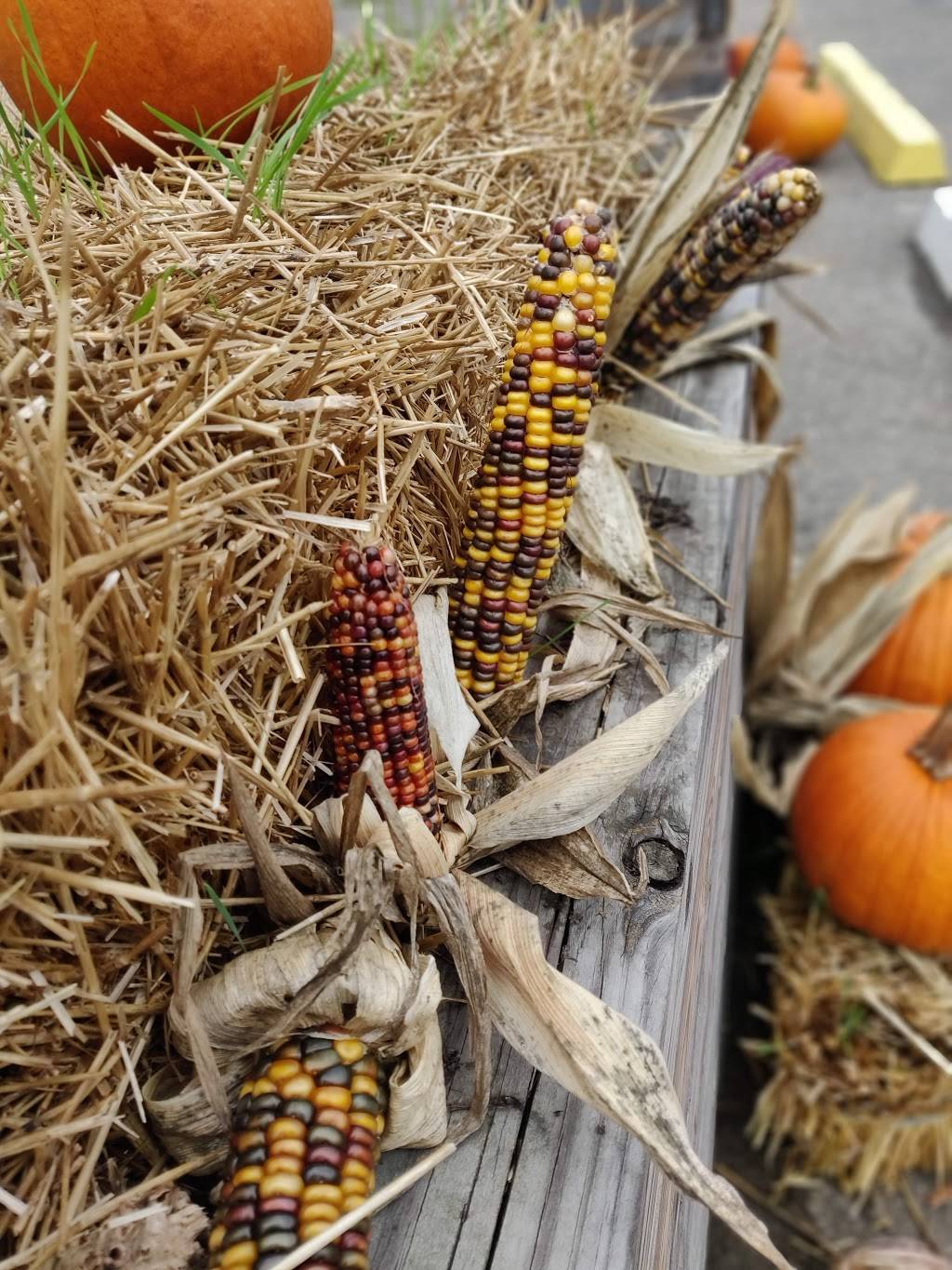 Ricos Pizza New York Style | restaurant | 371 W Morris St, Bath, NY 14810, USA | 6076226033 OR +1 607-622-6033