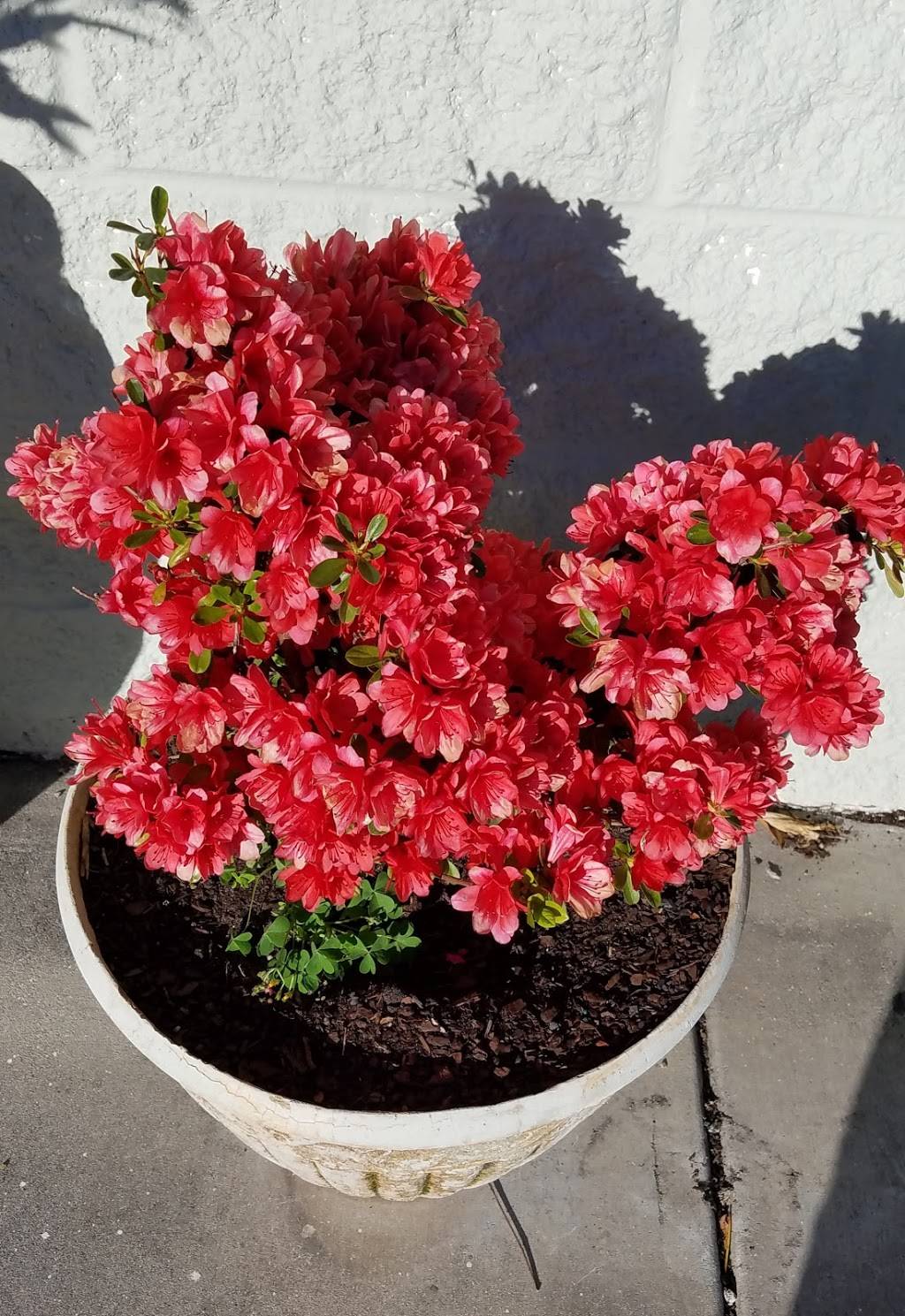 The Whole Food Mediterranean Grill | restaurant | 3711 Hwy 17 S, North Myrtle Beach, SC 29582, USA | 8432730805 OR +1 843-273-0805