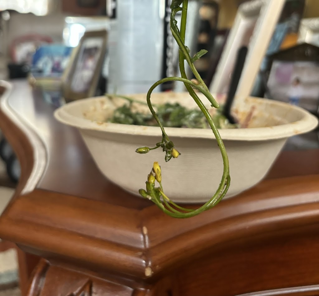 CAVA | restaurant | 1630 Scenic Hwy N 12 North, Snellville, GA 30078, USA | 4708575711 OR +1 470-857-5711