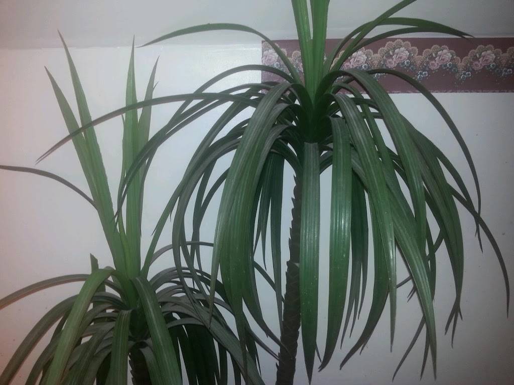 Olive Branch | restaurant | 1721 Reisterstown Rd, Pikesville, MD 21208, USA | 4104157880 OR +1 410-415-7880