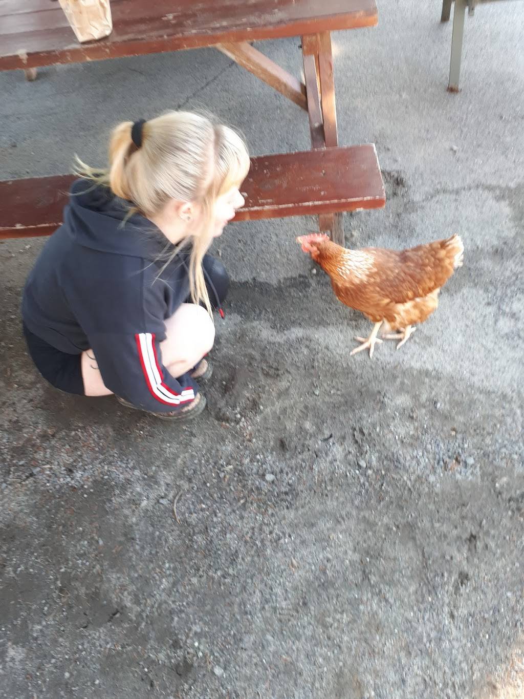 Evas Chip Wagon | restaurant | 5496 Bank St, Gloucester, ON K1X 1G9, Canada | 6138227603 OR +1 613-822-7603