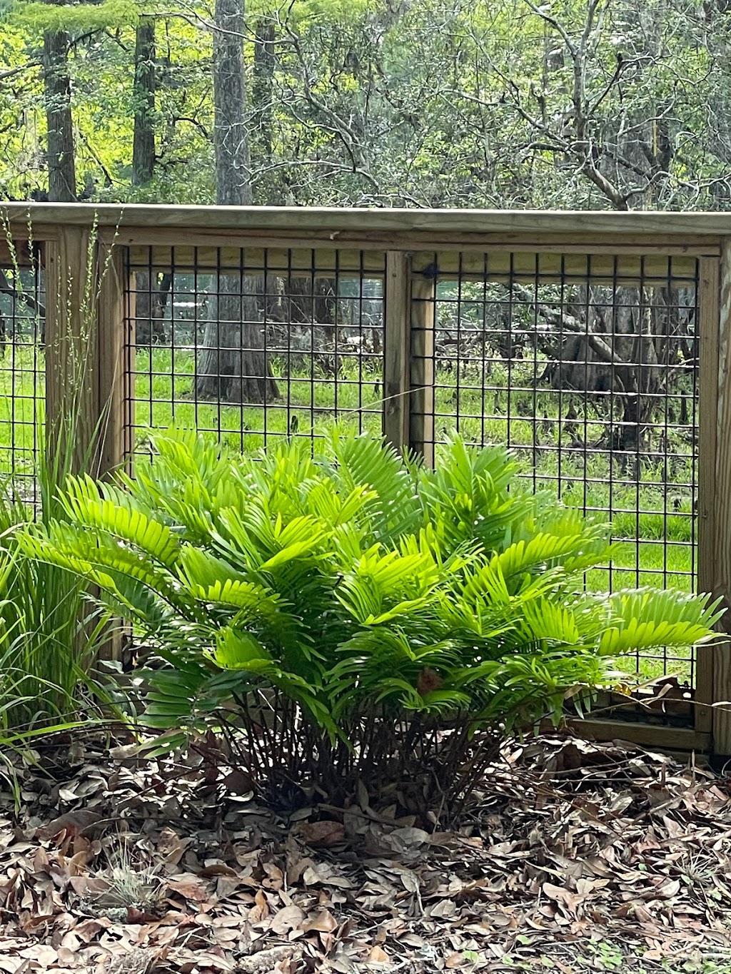 Manatee Springs State Park Tours & Activities | restaurant | 11650 NW 115th St, Chiefland, FL 32626, USA | 3526639960 OR +1 352-663-9960