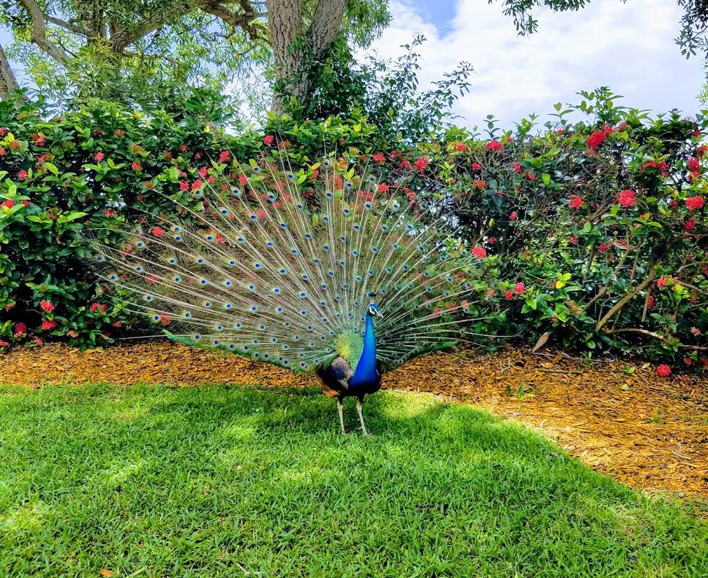 Deering Bay Yacht & Country Club | restaurant | 13610 Deering Bay Dr, Miami, FL 33158, USA | 3052542111 OR +1 305-254-2111