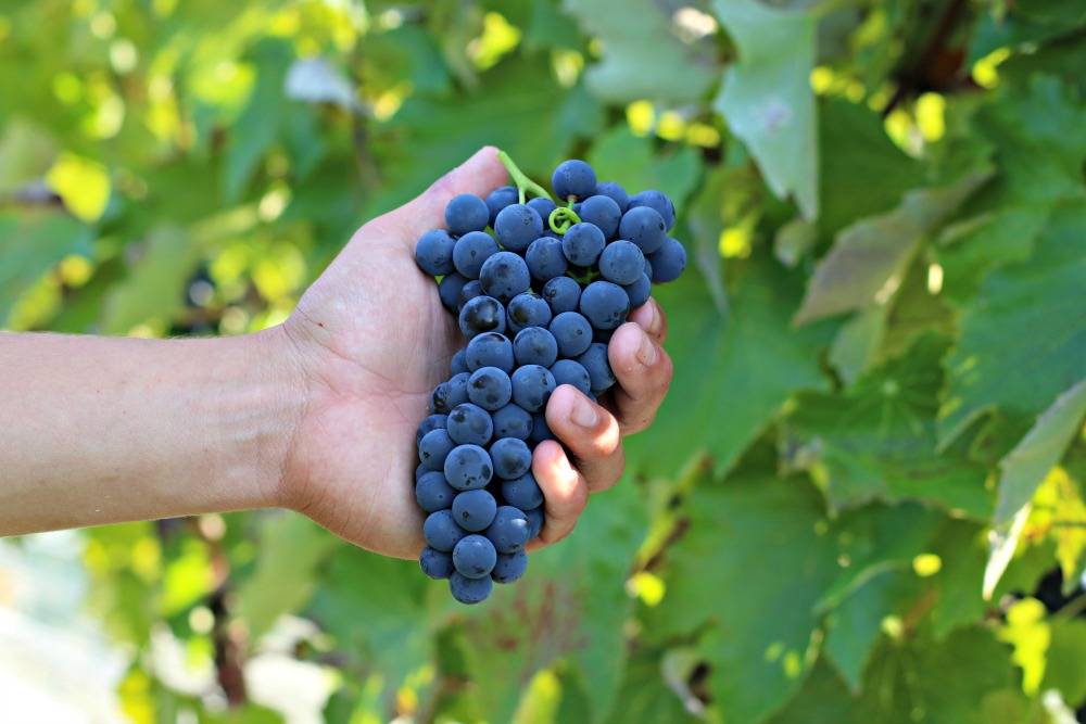 Dancing Dragonfly Winery | restaurant | 2013 120th Ave, St Croix Falls, WI 54024, USA | 7154839463 OR +1 715-483-9463