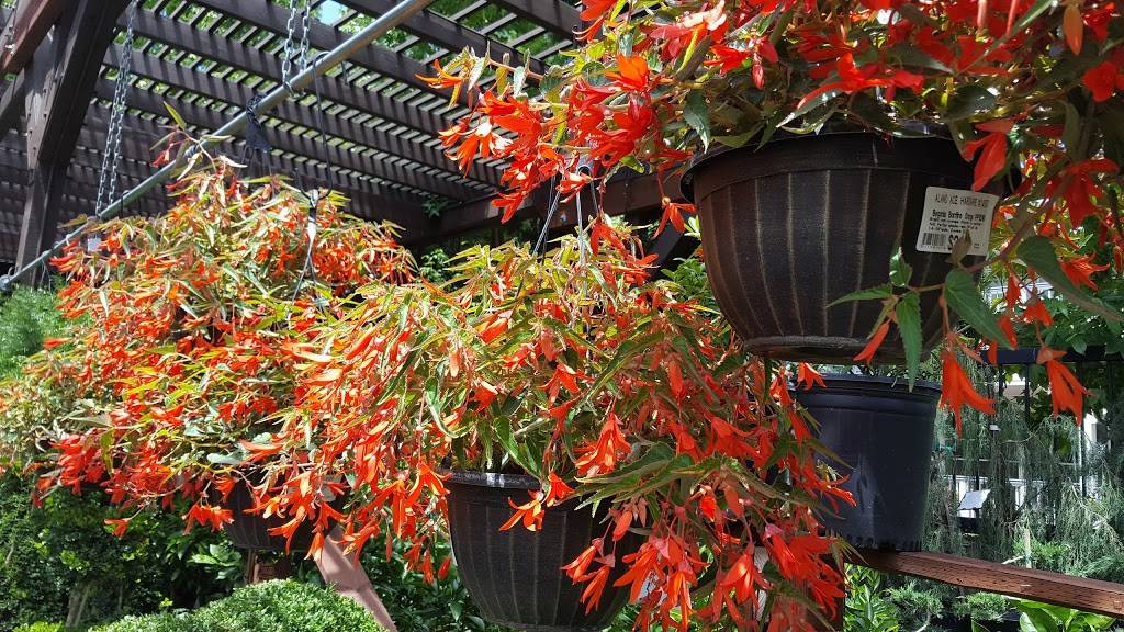 Starbucks | cafe | 3225 Danville Blvd, Alamo, CA 94507, USA | 9253629568 OR +1 925-362-9568