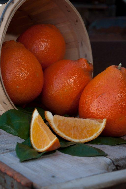 Countryside Citrus Family Farms | restaurant | 6325 81st St, Vero Beach, FL 32967, USA | 7725810999 OR +1 772-581-0999