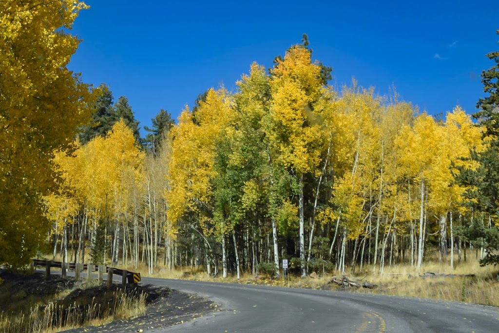 Arizona Snowbowl | restaurant | 9300 N Snow Bowl Rd, Flagstaff, AZ 86001, USA | 9287791951 OR +1 928-779-1951