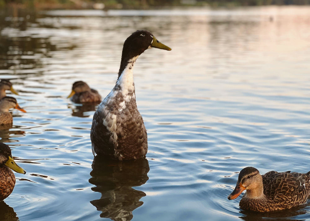 River Romance Dinner Cruises | restaurant | 2030 Marlene Ct, Redding, CA 96002, USA | 5302222728 OR +1 530-222-2728