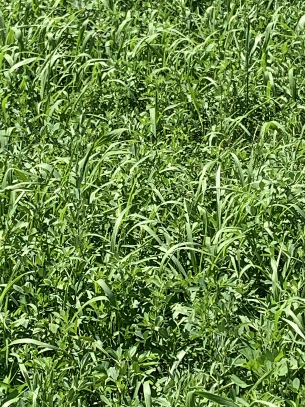 Court Family Farm | restaurant | N3793 Hample Rd, Black Creek, WI 54106, USA | 9204220548 OR +1 920-422-0548