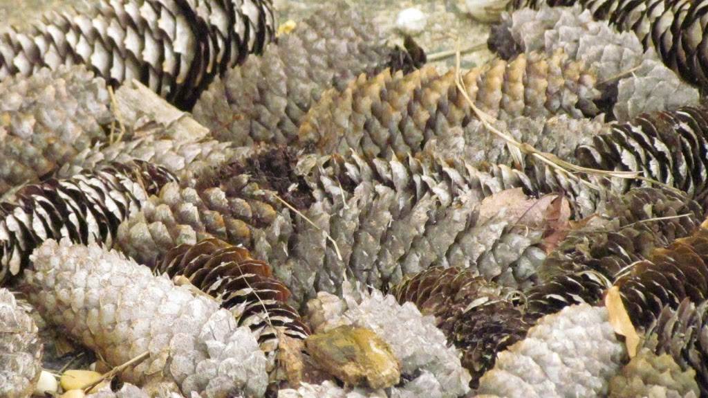 Raven & the Peach | restaurant | 740 River Rd #100, Fair Haven, NJ 07704, USA | 7327474666 OR +1 732-747-4666