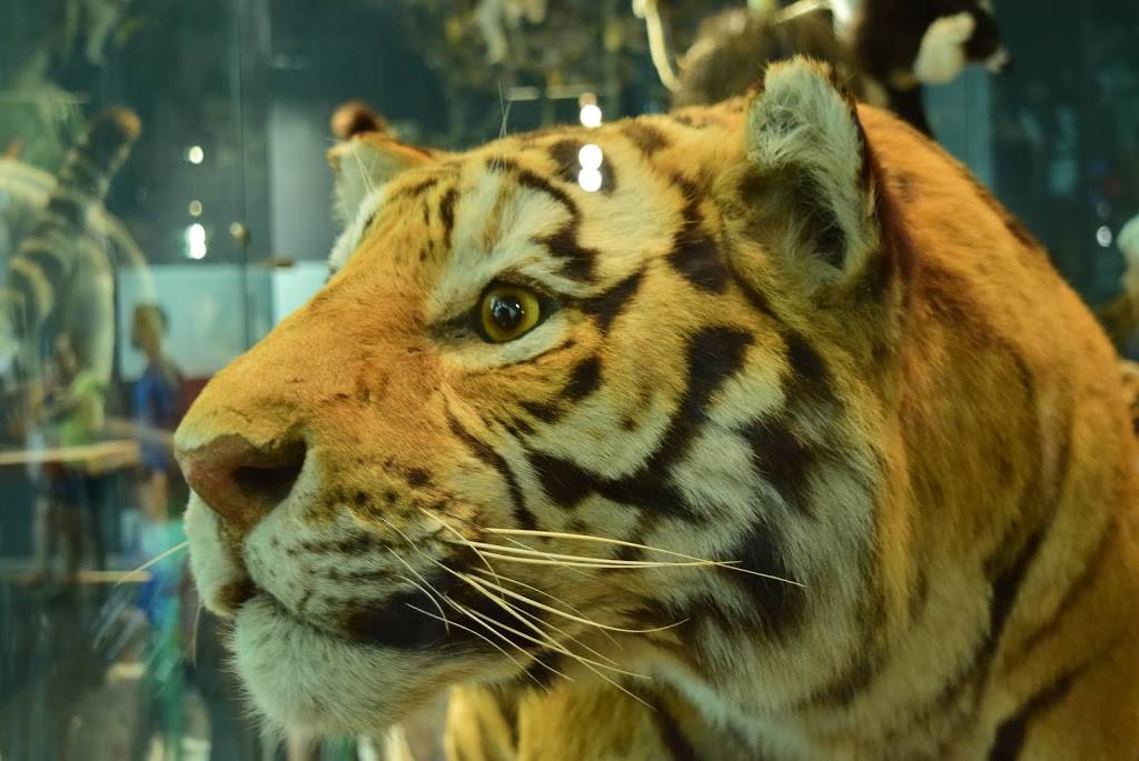 Yemen Cafe | restaurant | 7130 5th Ave, Brooklyn, NY 11209, USA | 7187453000 OR +1 718-745-3000